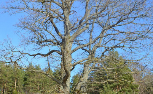 2_Karpakėlio ąžuolas2_r1.jpg